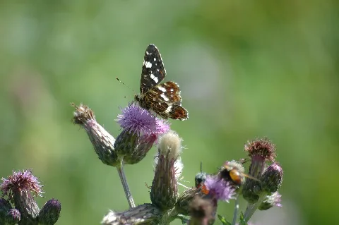 Araschnia Levana On Cirsium Arvense 2007 07 25 (10)