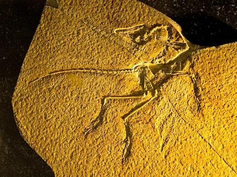 Archaeopteryx Eichstätt Exemplar