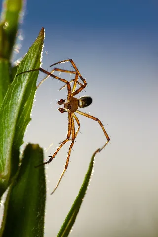 Argiope Bruennichi Michad 6