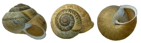 Arianta Arbustorum (Linné, 1758) (3758682382)