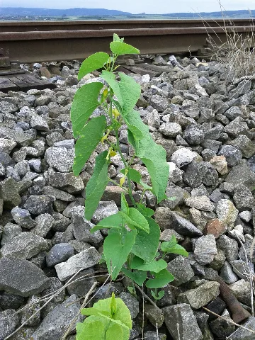 Aristolochia Clematitis Sl1