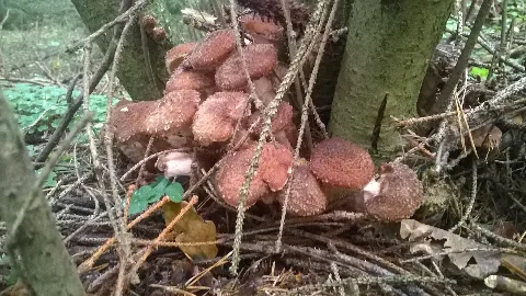 Armillaria Ostoyae 28864269