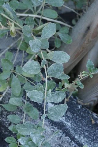 Arthrocladiella Mougeotii 225878567