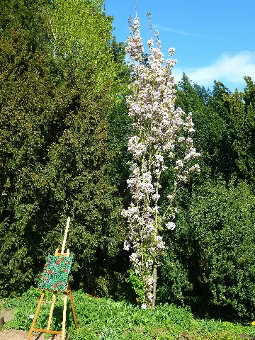 Artofeden2013 Staffeleivorbaum