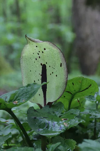 Arum Maculatum (34503944031)