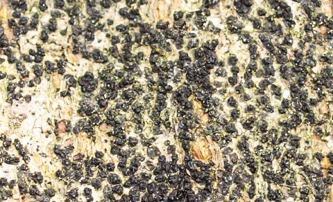 Ascodichaena Rugosa 1