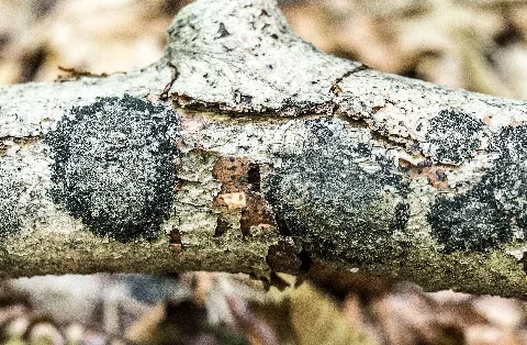Ascodichaena Rugosa 3 1