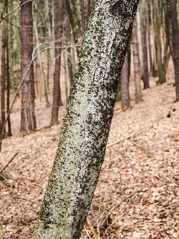 Ascodichaena Rugosa L 1