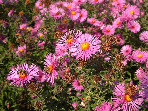 Aster Novae Angliae Raublattaster
