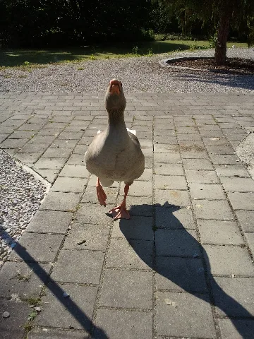 Attacking Goose Panoramio