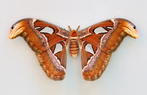 Attacus Atlas Qtl1