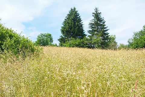 Aufen (Donaueschingen) 4451