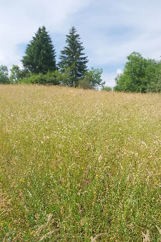 Aufen (Donaueschingen) 4459