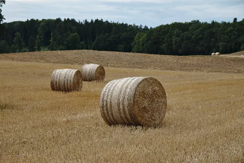 Aufgerollt (116221893)