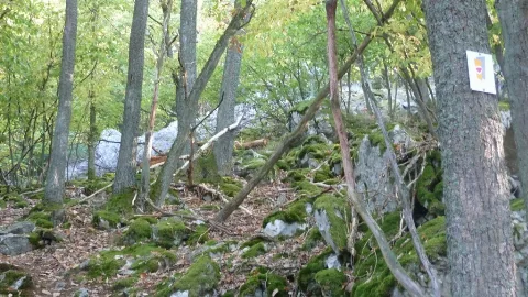 Aufstieg Aus Dem Simmerbachtal