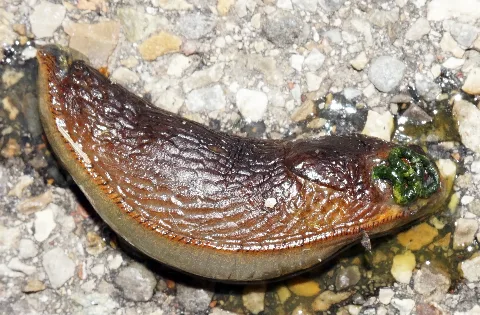 Augsburg Snail