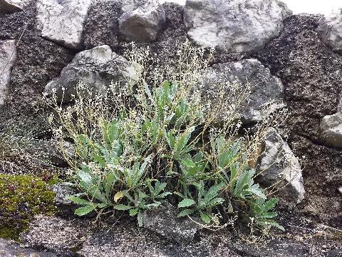 Aurinia Saxatilis Sl1
