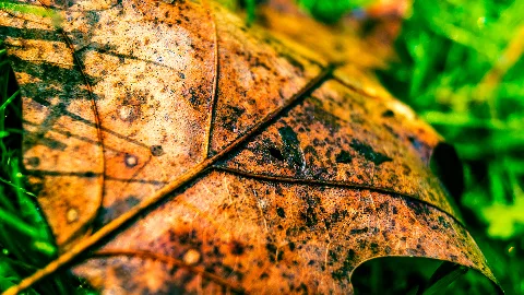 Autumn Leave (124803995)