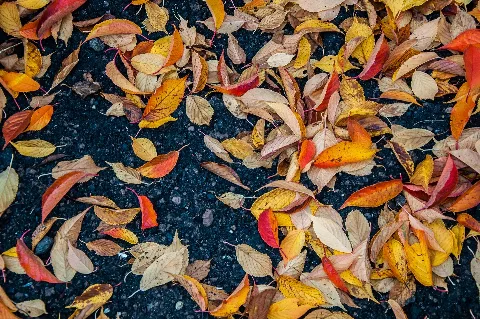 Autumn Leaves (228995385)