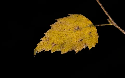 Autumn Sun On Betula Pendula