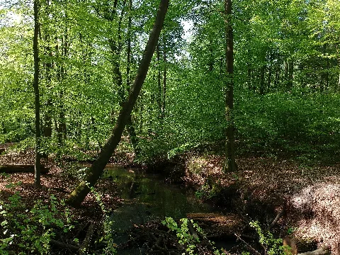 Bach Im Grünen Wald