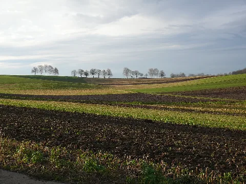 Bad Rappenau Bonfeld Baumreihe Nördlich Vom Dorf Im Januar