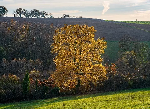 Bonfeld, Bad Rappenau, Germany: southern slope of the Mühlberg with a magnificent oak tree (centre); behind it the hillside rising to the Eichhäuser Hof, consisting entirely of fields. Backlit photograph taken in November from the track at the southern hillside of the Mühlberg, looking over the valley of the Grundelbach (beloning to the upper reaches of the Böllinger Bach). – The odd bright lines (especially at the right) are gossamer threads flying over the meadow and shining brightly in the sunlight (so-called ballooning of little spiders), and the small light points are flying insects glowing in the sunshine.