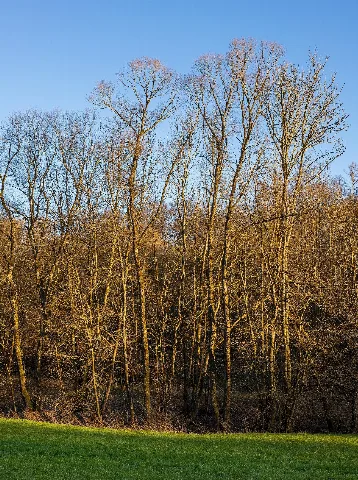 Bad Rappenau Grombach Insenbachtal Baumgruppe Im März Mit Abendlicht