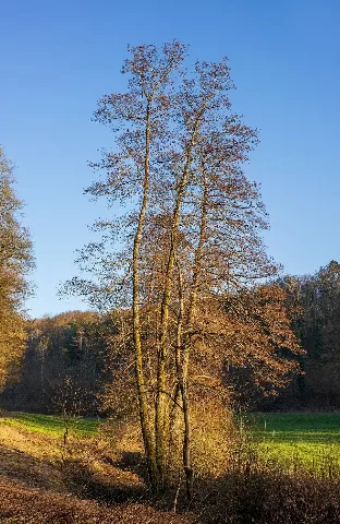 Bad Rappenau Grombach Insenbachtal Erlengruppe