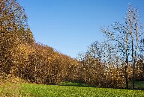 Bad Rappenau Grombach Insenbachtal Ufervegetation Im März (2)