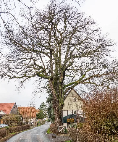 Rotkehlchenweg