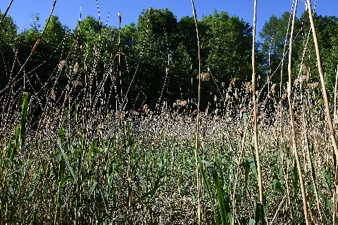 Baden Württemberg, Plüderhausen, Naturdenkmal Fnd 81190550019 04