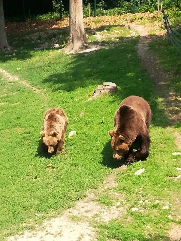 Bären Wildpark Knüll1