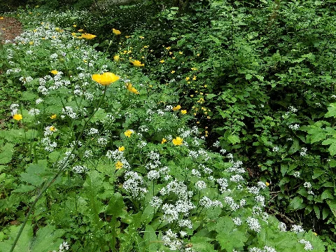 Bärlauch Am Bach 2
