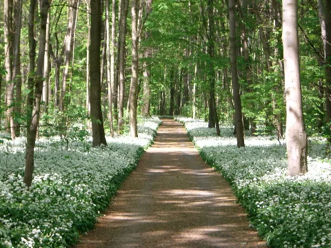 Bärlauchblüte