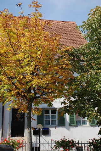 Baettwil So, Gemeindeverwaltung (1503648739)