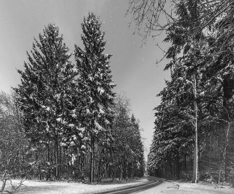 Bäume Nachts Im Schnee (136648735)