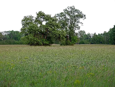 Bäume Orchideenwiese Taubergießen 24052019