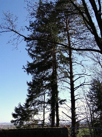 Bäume Panoramio (3)
