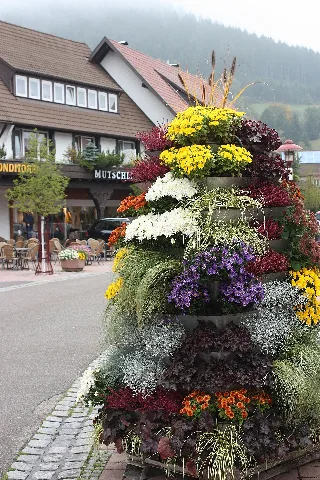 Baiersbronn, Blumenschmuck Am Rosenplatz