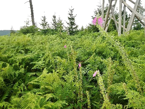 Baiersbronner Himmelswege Naturgewalten Tour, Ausblick (Orkan Lothar 1999) Panoramio (2)