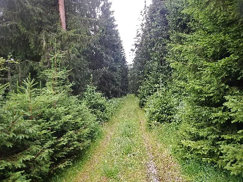 Baiersbronner Himmelswege Naturgewalten Tour Panoramio (1)