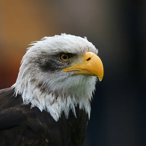 Bald Eagle Head Sq
