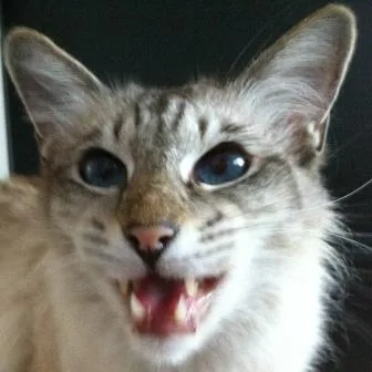 Balinesenkater 02