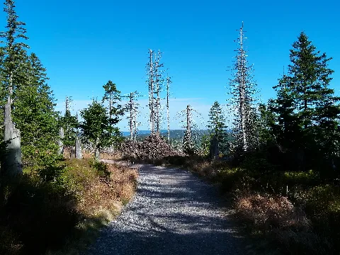 Bannwald Panoramio (1)
