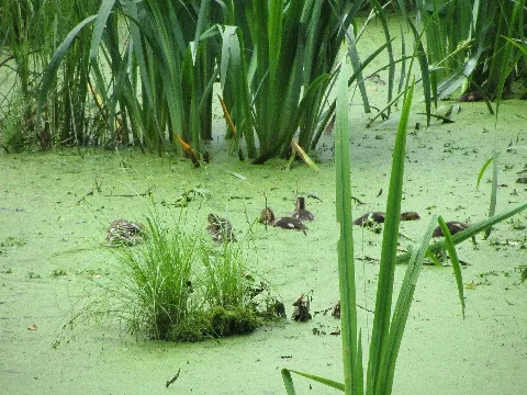 Bansin Moorgebiet Am Radwanderweg Entenfamilie 2012 07 04 213