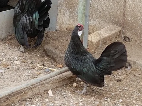 Bantam Henne