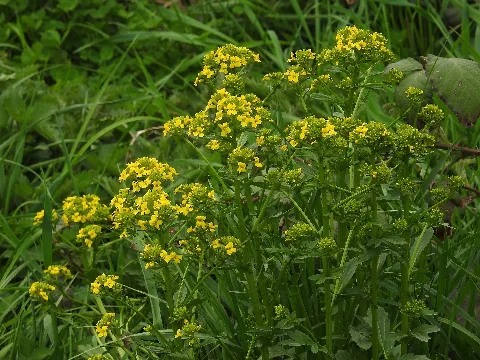 Barbarea Vulgaris Rf