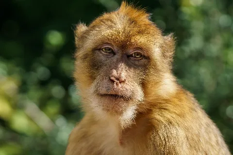 Barbary Macaque Portrait (120775973)