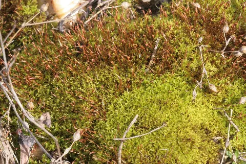 Barbula Unguiculata (C, 153514 482452) 6962